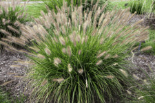 20+ Sementes de grama tinteiro Pennisetum Alopecuroides, ornamental resistente comprar usado 20+ Sementes de grama tinteiro Pennisetum Alopecuroides, ornamental resistente comprar usado  Enviando para Brazil