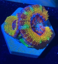 Rainbow acan lord for sale  HATFIELD