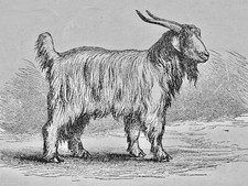 Mammalia cashmere goat for sale  UK