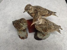 Taxidermie alouettes d'occasion  Pontoise