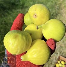 Fig tree yellow for sale  Fresno