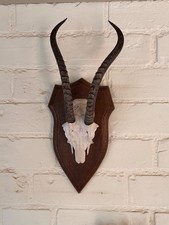 Antelope springbok horns for sale Antelope springbok horns for sale  UK