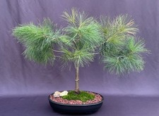 Eastern white pine for sale  Patchogue