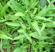 Rucola feuilles olivier d'occasion  Expédié en France