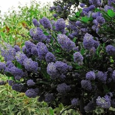 Ceanothus concha trellis for sale  UK