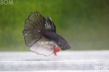 Live betta male for sale  Miami