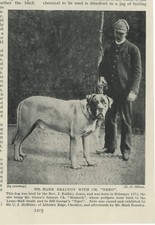 Mastiff owner named for sale  COLEFORD