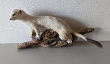 Tierpräparat hermelin wiesel gebraucht kaufen Tierpräparat hermelin wiesel gebraucht kaufen  Postmünster