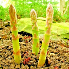 250 asparagus seeds for sale  Greenville