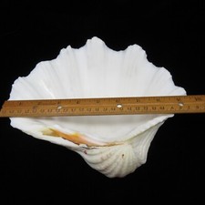 Large giant clam for sale  Seguin