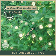 Cephalanthus occidentalis butt for sale  Portville