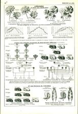 Antique biology heredity d'occasion  Expédié en Belgium
