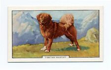 Tibetan mastiff 1938 for sale  COLEFORD