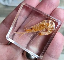 Real shrimp fish for sale  SOUTHEND-ON-SEA