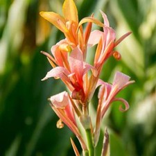 canna plant for sale canna plant for sale HAILSHAM