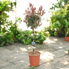 Photinia red robin for sale  GLASGOW