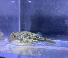 fahaka puffer fish for sale fahaka puffer fish for sale  Naples