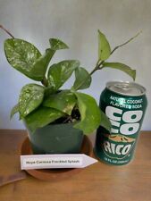 Free hoya carnosa for sale  Lakeland