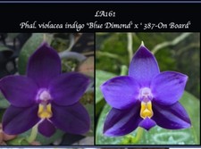 Rare phalaenopsis violacea for sale  LONDON