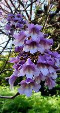 PAULOWNIA tomentosa   500 semillas - seeds comprar usado  Enviando para Brazil