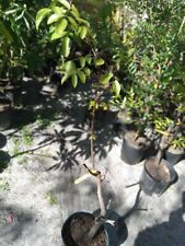 Grafted star fruit for sale  Palm Bay