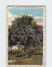Cartão postal Bouganvillea entrelaçando uma palmeira Flórida EUA comprar usado  Enviando para Brazil