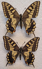 Papilio saharae saharae gebraucht kaufen  Alsdorf