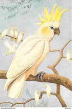 Animaux oiseaux perroquet d'occasion  Fruges