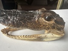 Taxidermy for sale  LEAMINGTON SPA