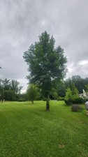 Mississippi sweet gum for sale  Macon