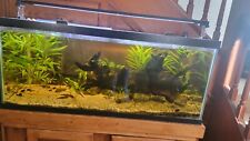 Live aquarium plants for sale  Bellefontaine