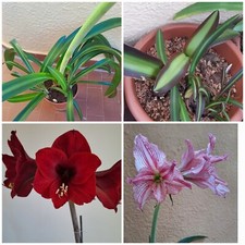 Hippeastrum reticulatum 1851 usato  Bagnoregio