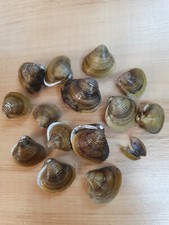 Doppelte muscheln meeresmusche gebraucht kaufen Doppelte muscheln meeresmusche gebraucht kaufen  Werneuchen