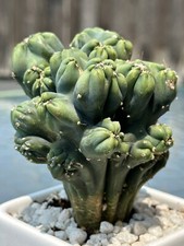Large cereus forbesii for sale  New York