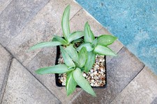 Beautiful pcs agave for sale  Downey