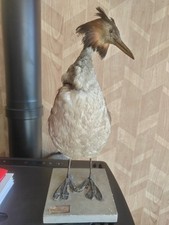 étrange grand oiseau d'occasion  Tours-