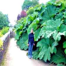 Gunnera manicata seeds for sale  Aspen