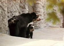 Wwf ours bear d'occasion  Aurillac