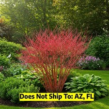 Red twig dogwood for sale  Fort Mill