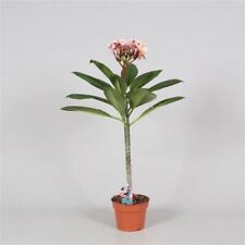 Plumeria rubra hawaiian for sale  HAILSHAM