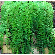 Sedum sarmentosum yellow for sale  Chicago