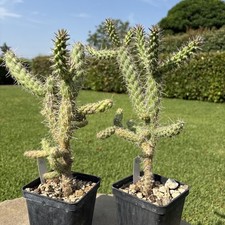 Cylindropuntia imbricata aka usato  Arezzo