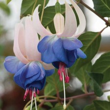 Fuchsia delta sarah for sale  BECCLES