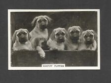 Old original mastiff for sale  RADSTOCK