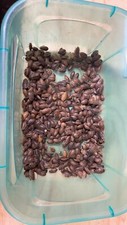 Dubia roaches 100 for sale  Latonia