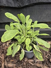 Sage plants 9cm for sale  LONDON
