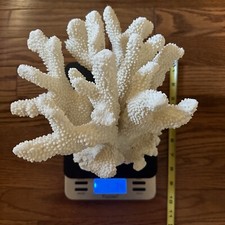8x8x8 large coral for sale  Elburn