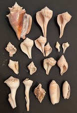 Conch shell lot for sale  Chicago