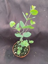 Eucalyptus cinerea silver for sale  Marianna