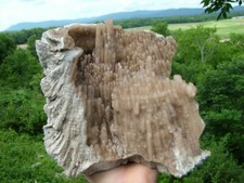 Agatized fossil coral for sale  Resaca